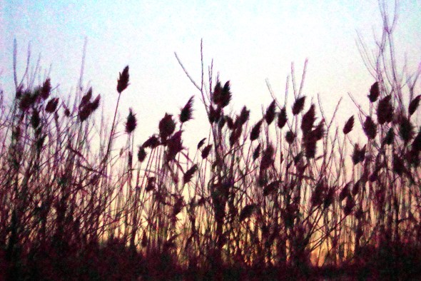 Snow swan lake geese frozen ice tree shrubs weeds sunset adventure nature