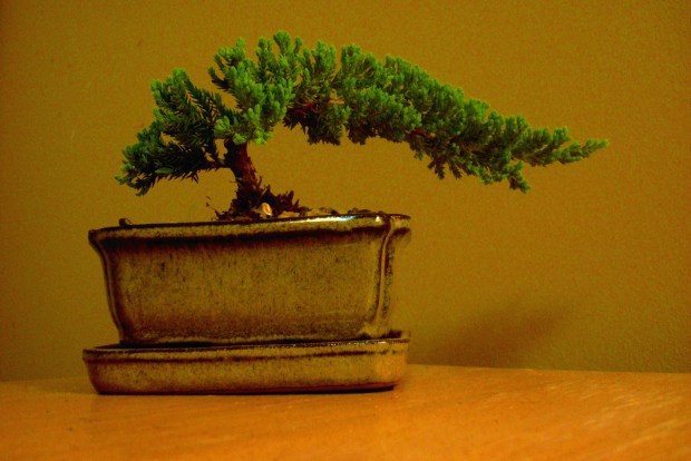 My Juniper Bonsai 