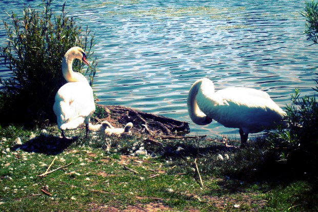 Swans with Cygnets