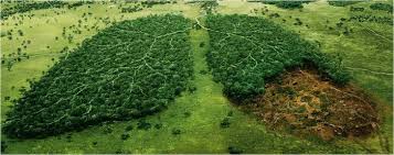 Deforestation