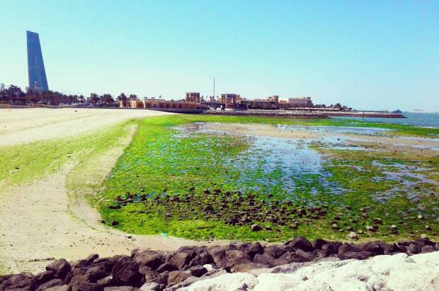              Sharq Kuwait Beach Algal bloom