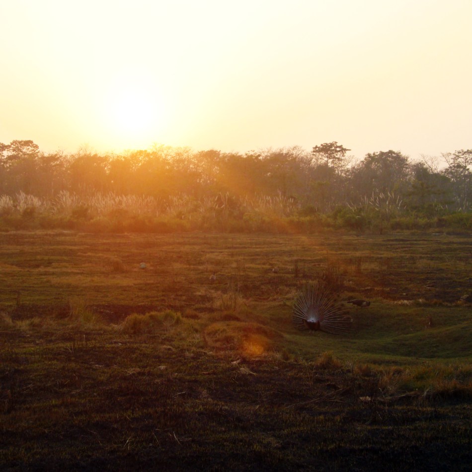 Peacock trying to woo his Peahen